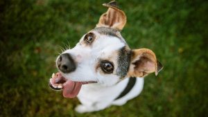 pension-pour-chiens